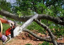 How Our Tree Care Process Works  in Julian, CA